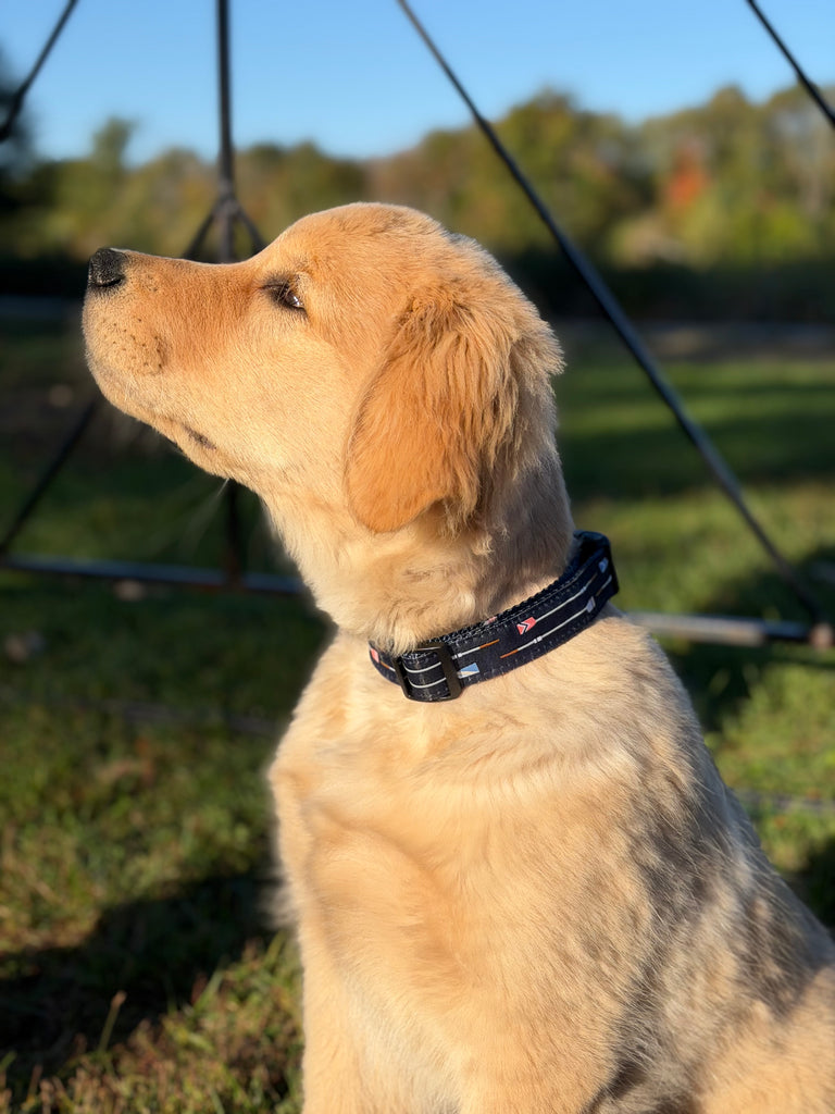 Dog wearing a navy collar with oars, sitting outdoors with a blurred background