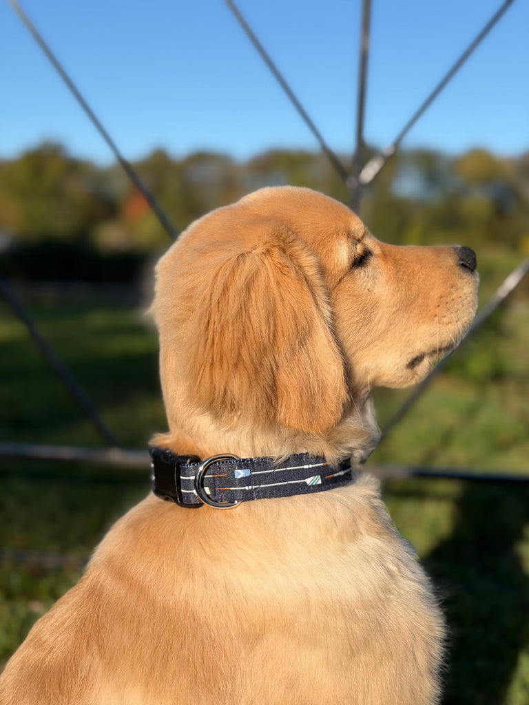 Dog wearing a navy collar with oars, sitting outdoors with a blurred background